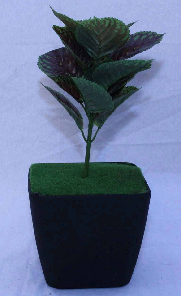 Purple perilia single-H 1.5FT W 1.5FT